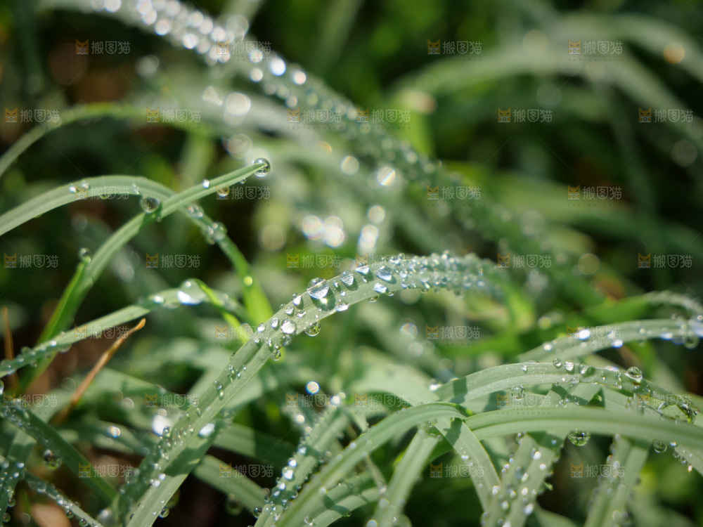 清新绿意 水珠