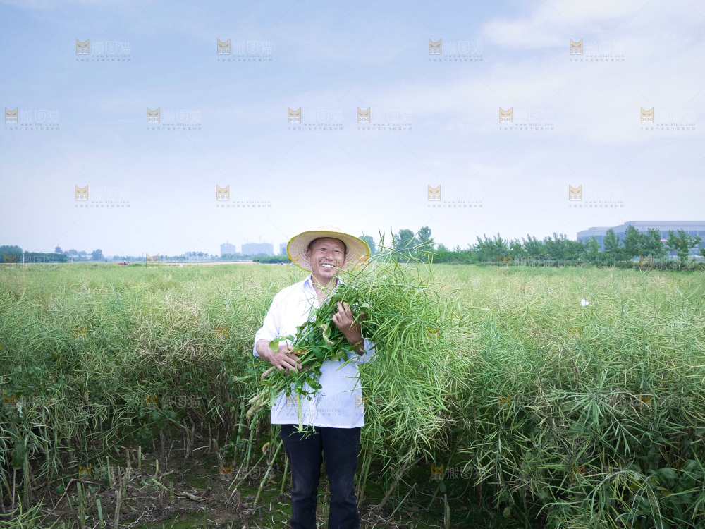 丰收景象 绿色