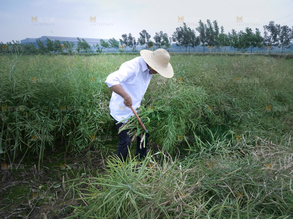 丰收景象 绿色