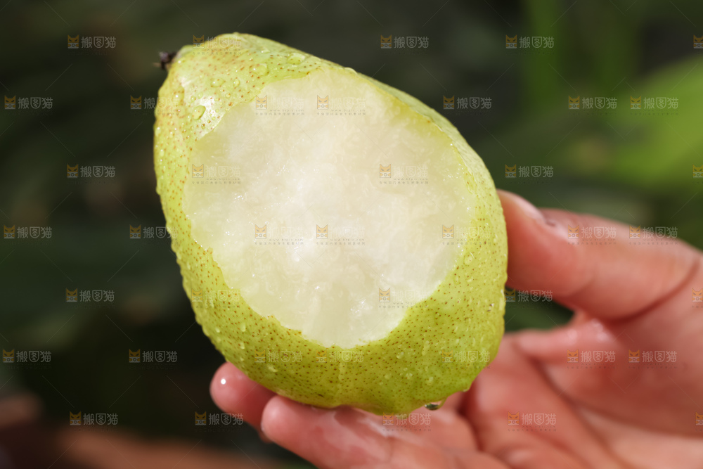 库尔勒香梨
