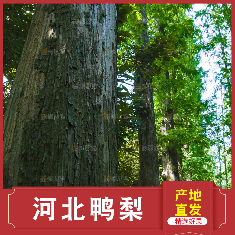鸭梨