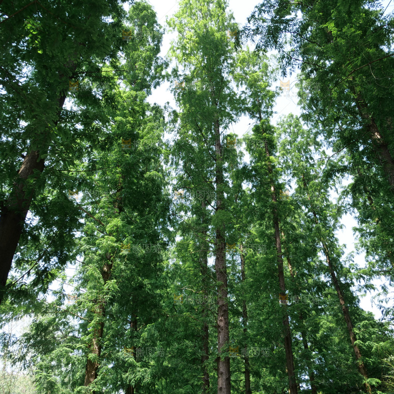 夏日阳光树木