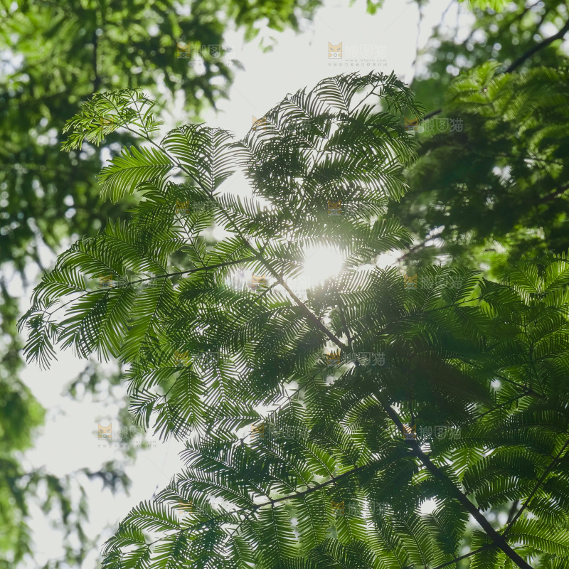 夏日阳光树木