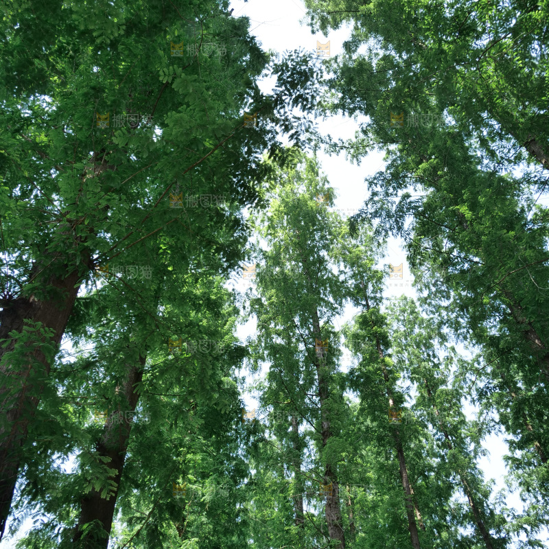 夏日阳光树木