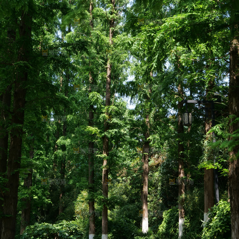 夏日阳光树木