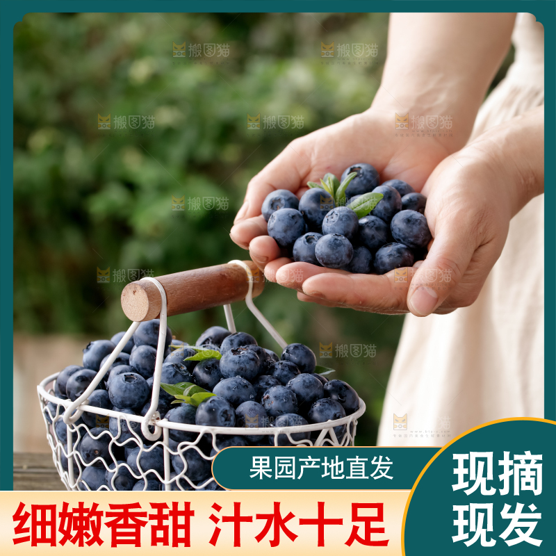 蓝莓