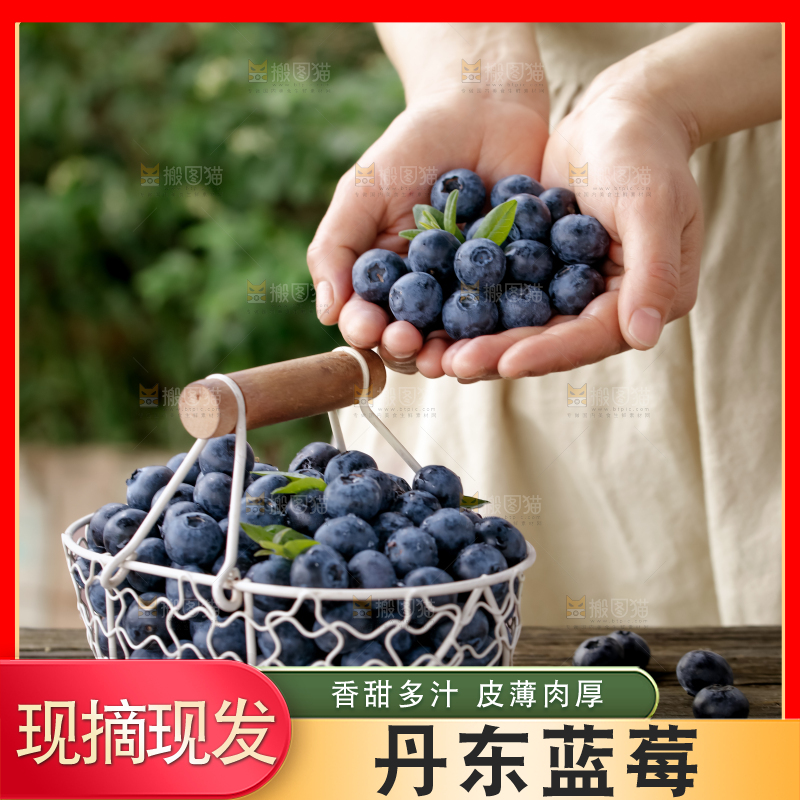 蓝莓