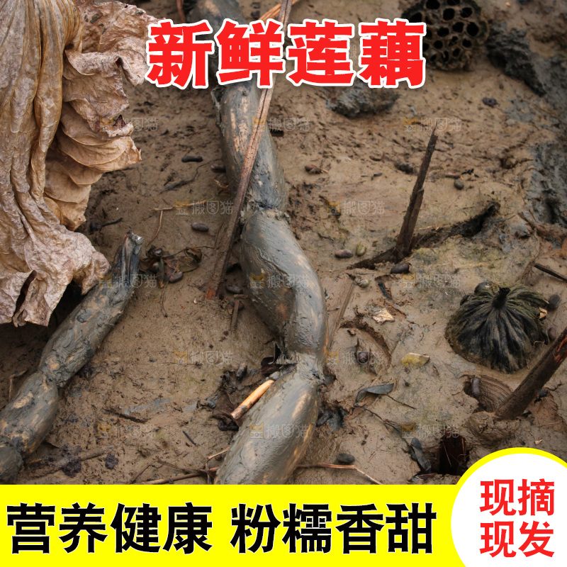 藕塘 劳动