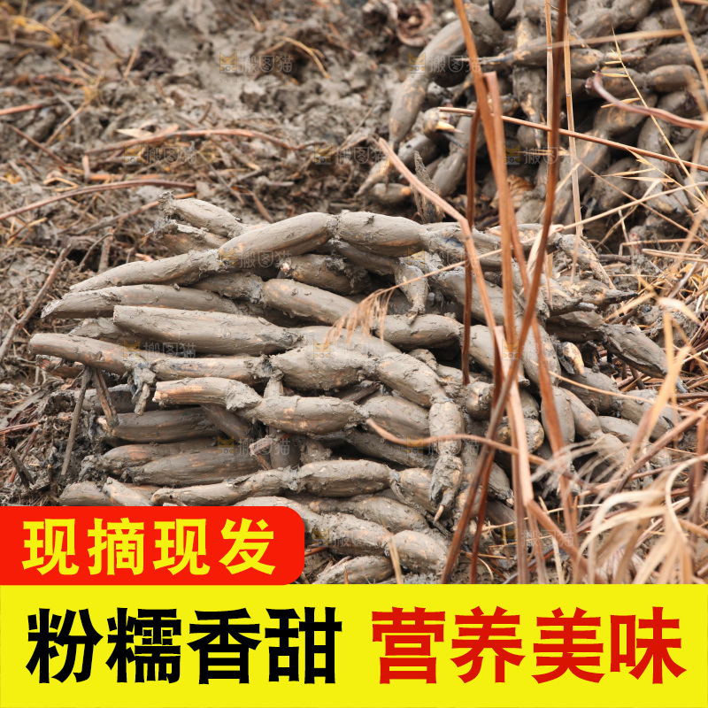 藕塘 劳动