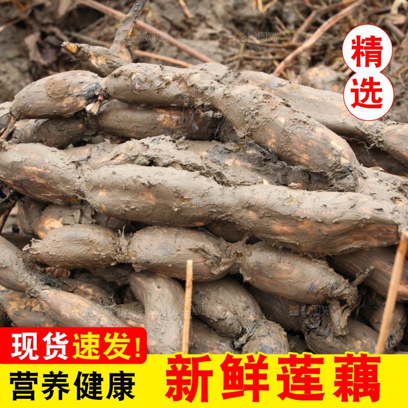 藕塘 劳动