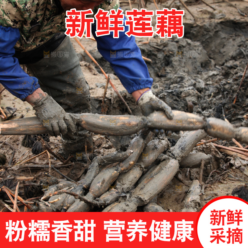 藕塘 劳动