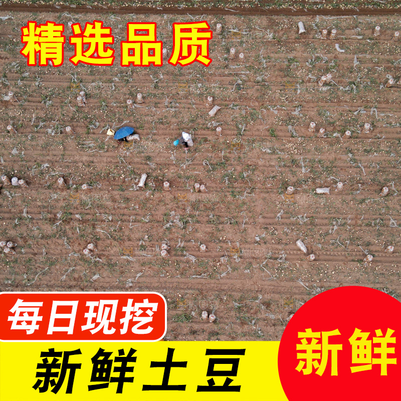 土豆 丰收