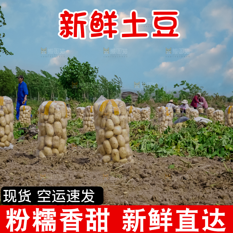 土豆 丰收