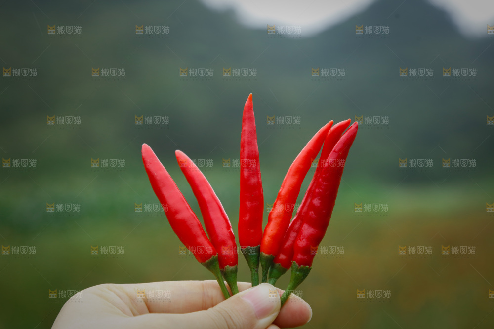 夏季菜园中的农民