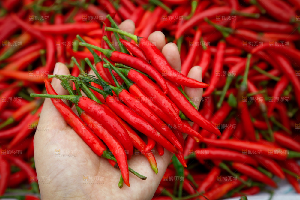 夏季菜园中的农民