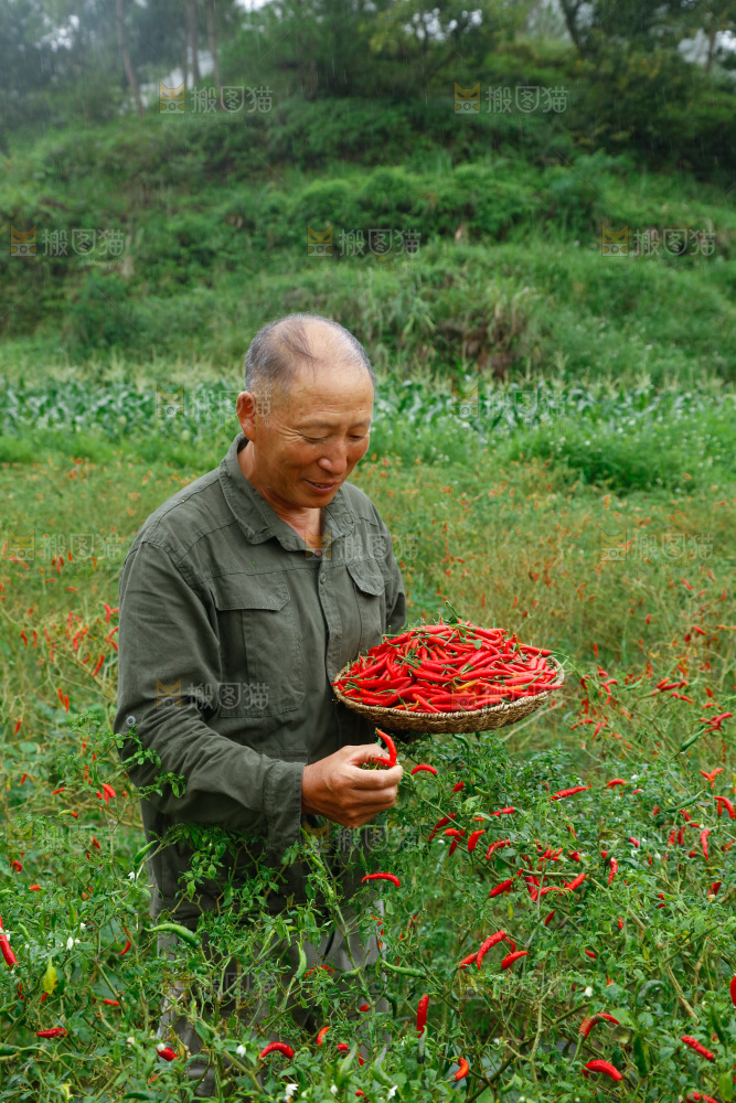 夏季菜园中的农民