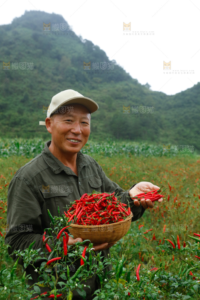 夏季菜园中的农民