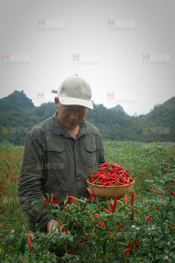 夏季菜园中的农民