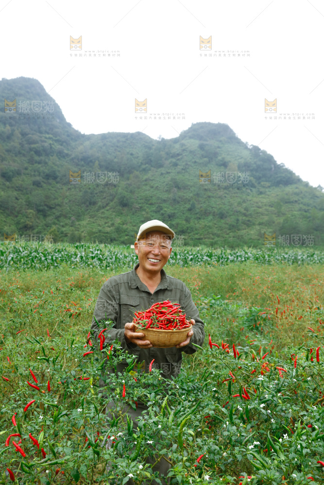 夏季菜园中的农民