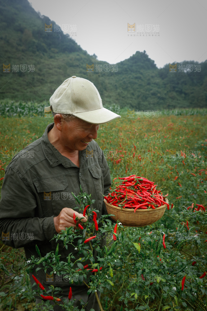 夏季菜园中的农民