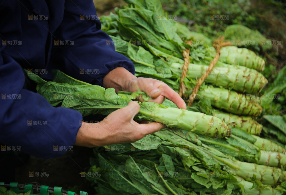 农民拿着新鲜蔬菜