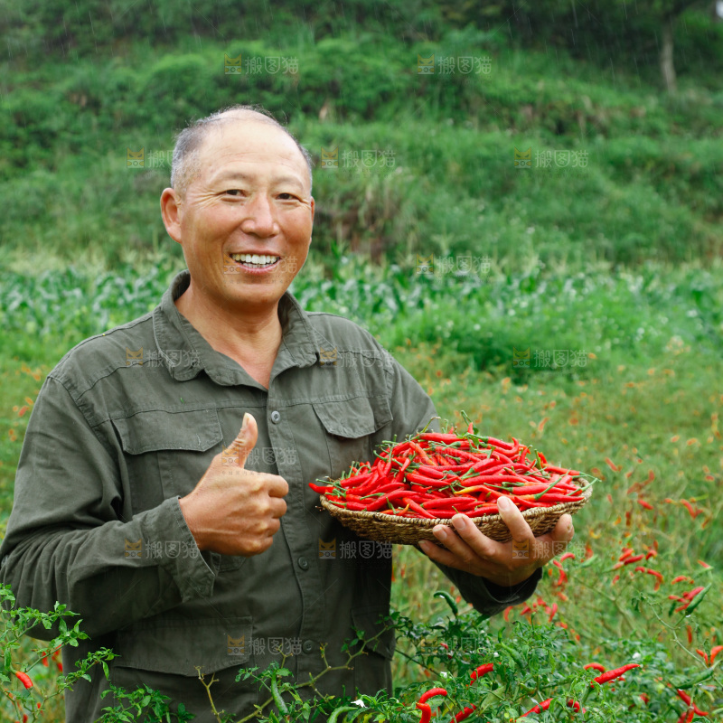 夏季菜园中的农民