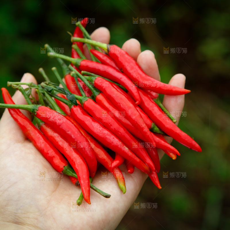 夏季菜园中的农民