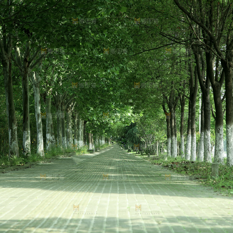林荫大道