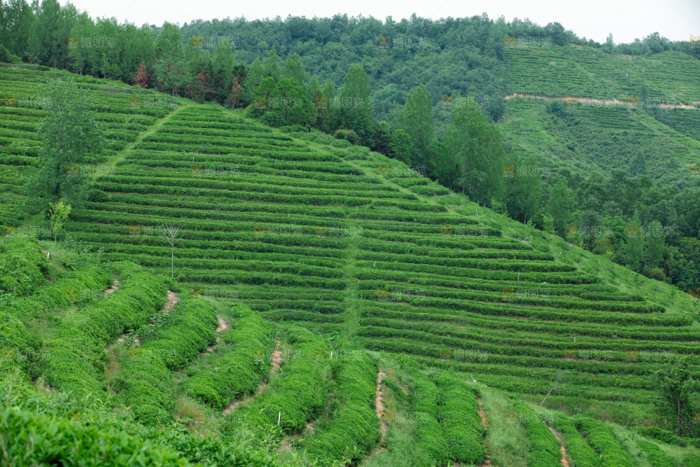 茶叶种植园