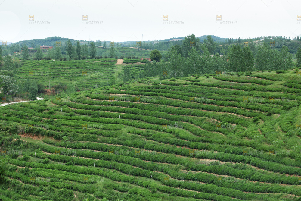 茶叶种植园