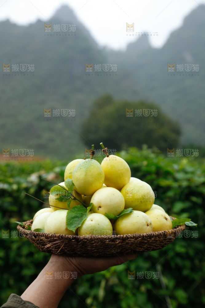 百香果果园