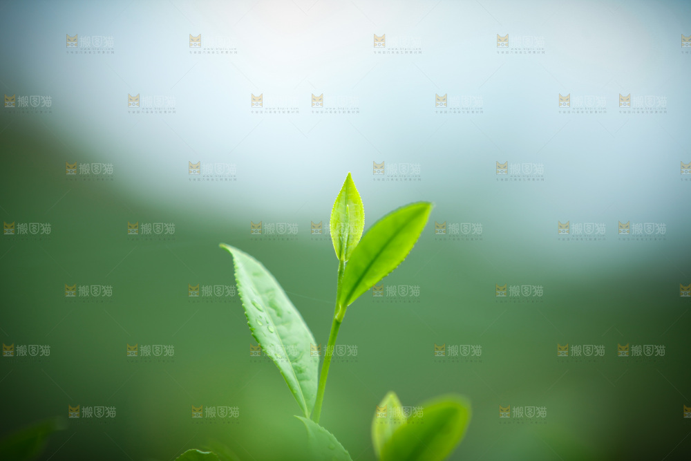 茶叶种植园