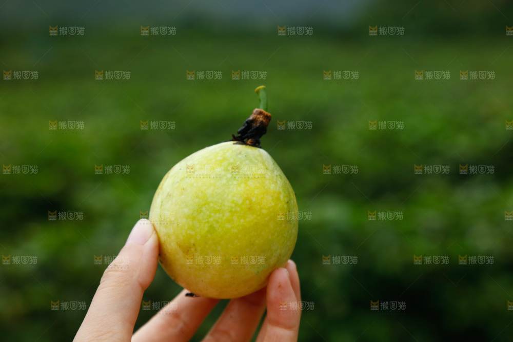 百香果果园