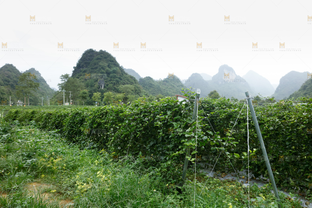 百香果果园
