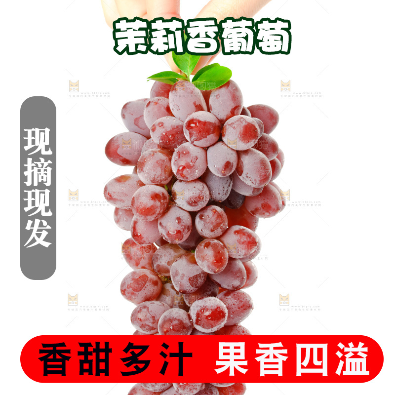 茉莉香葡萄