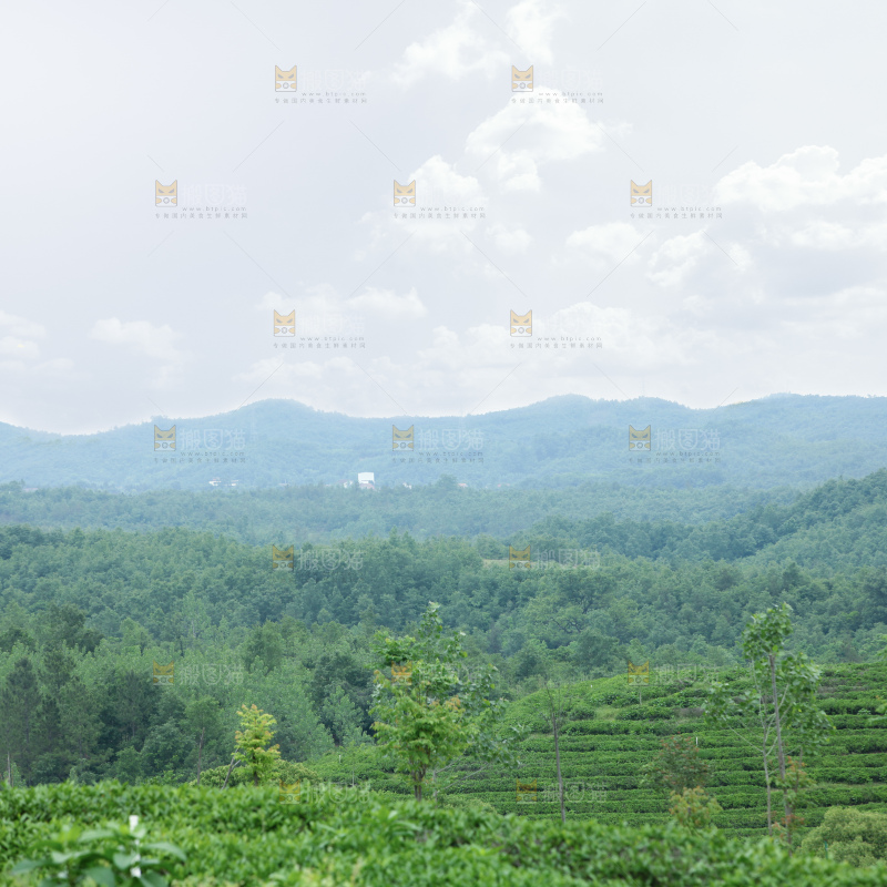 茶叶种植园