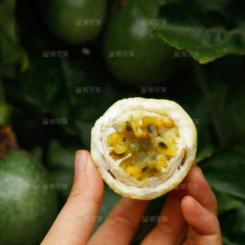百香果果园