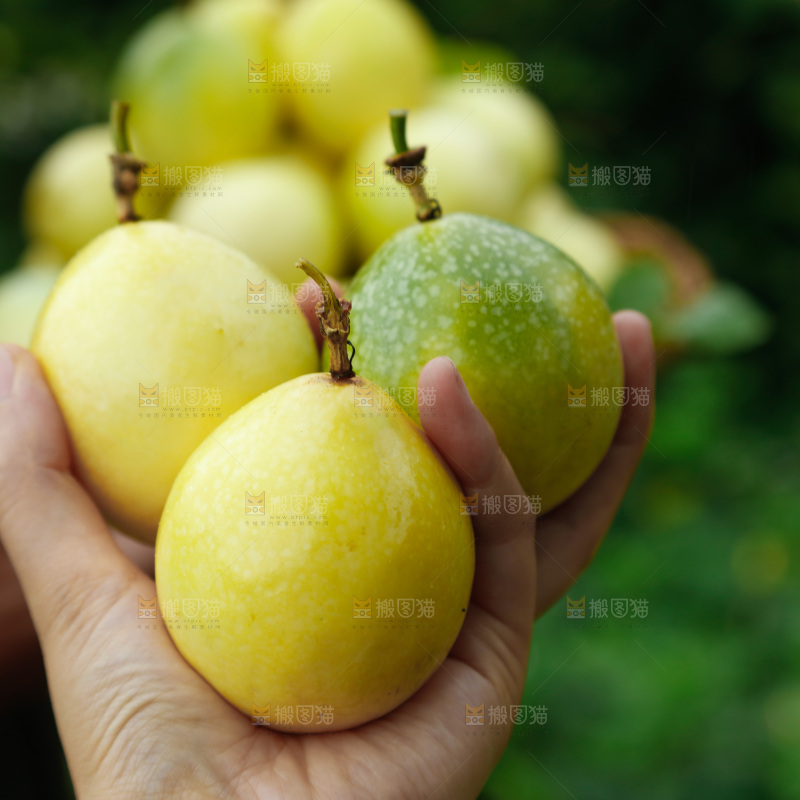 百香果果园