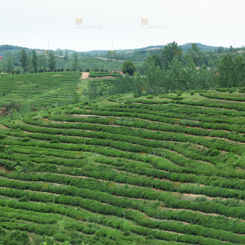 茶叶种植园