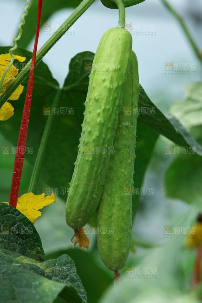 菜农采摘