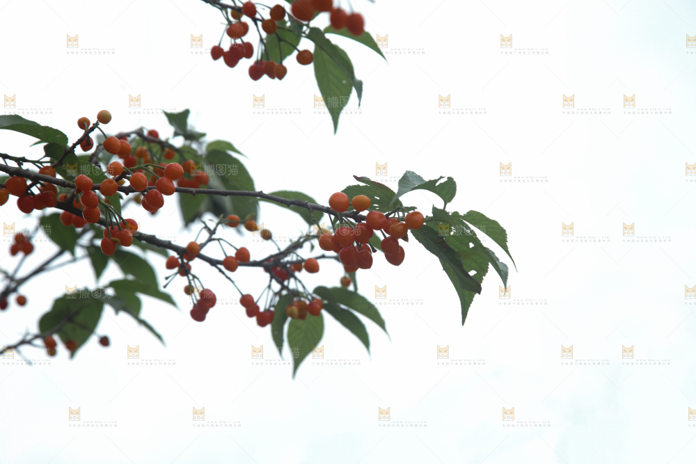 樱桃树