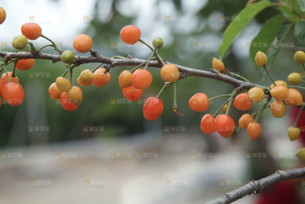 樱桃树