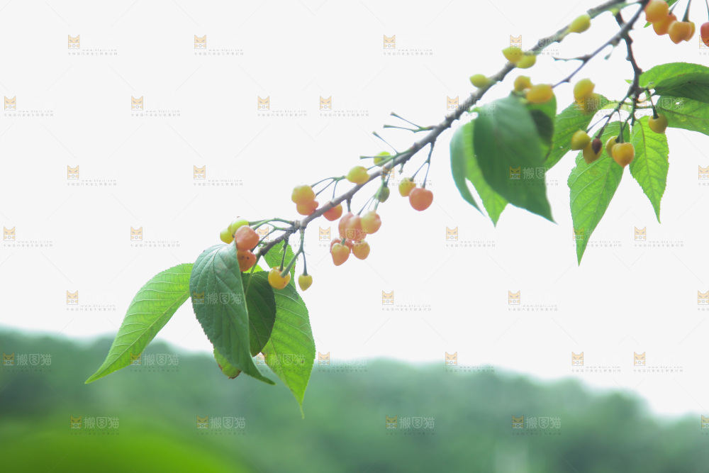 樱桃树