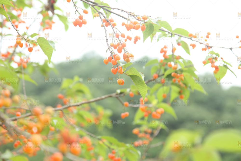 樱桃树