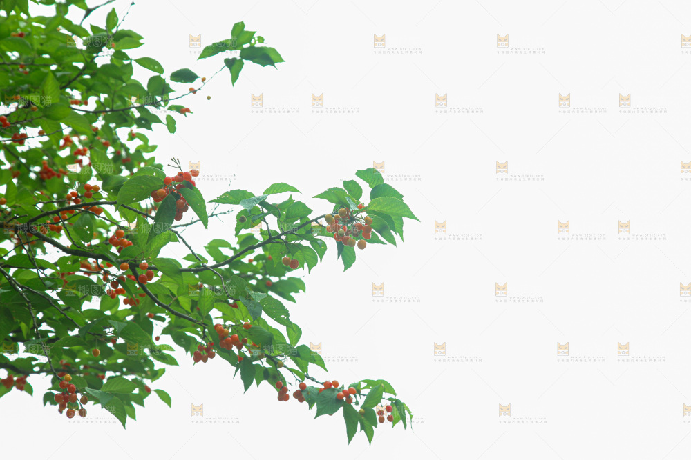 樱桃树