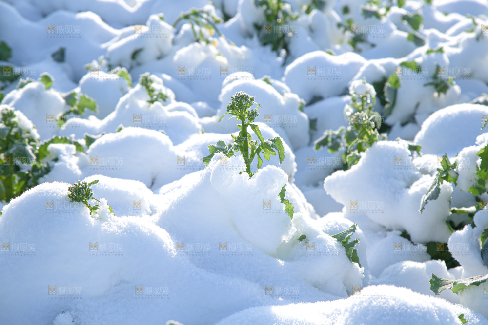 村落雪景下雪