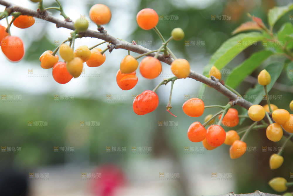 樱桃树