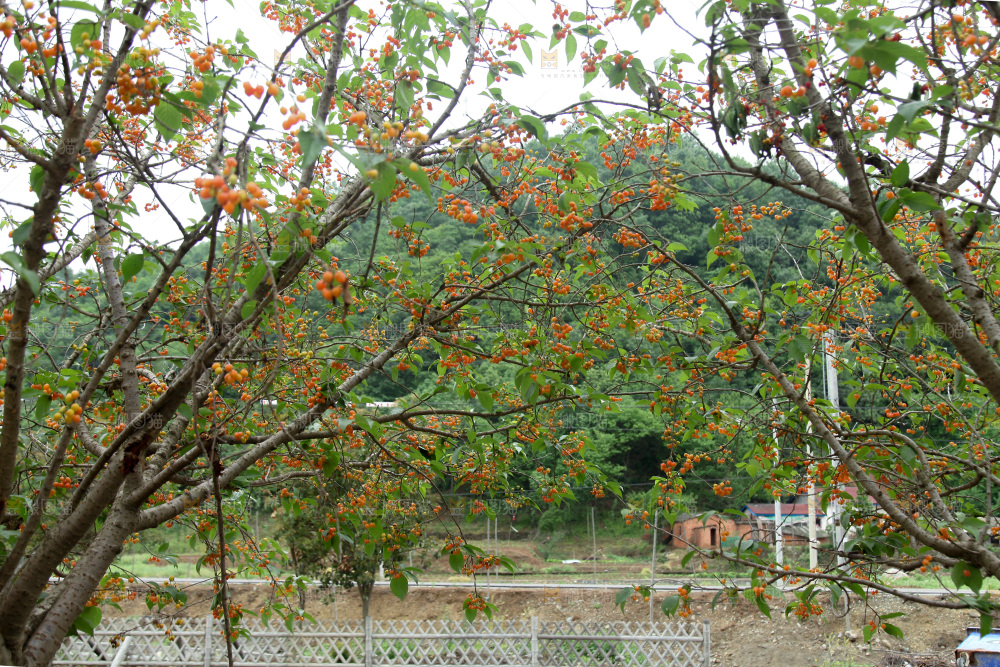 樱桃树