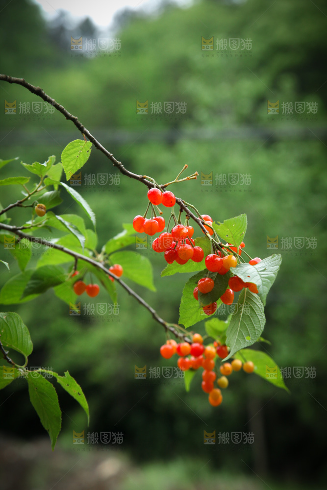 樱桃树