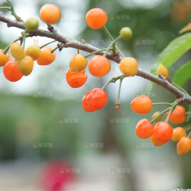 樱桃树
